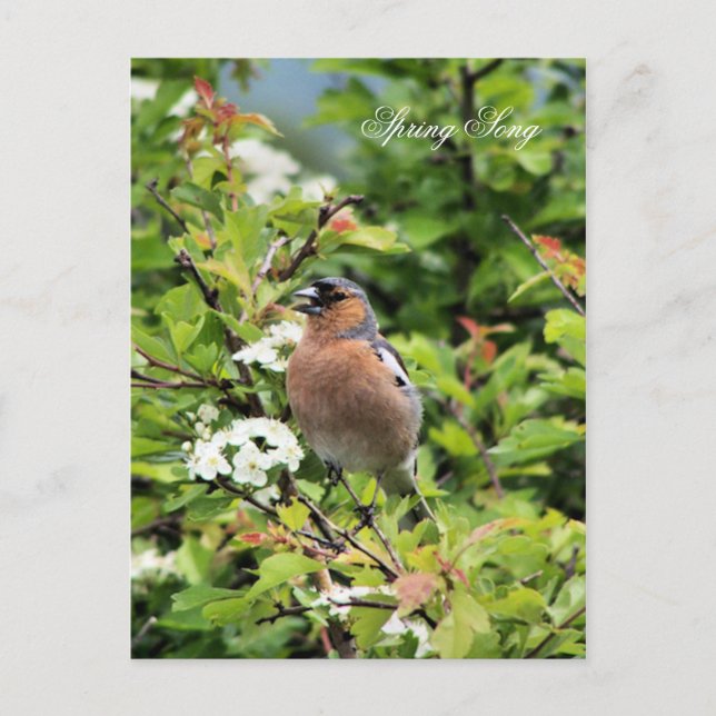 POSTAL CHAFFINCH (Anverso)