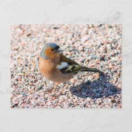 Postal Chaffinch