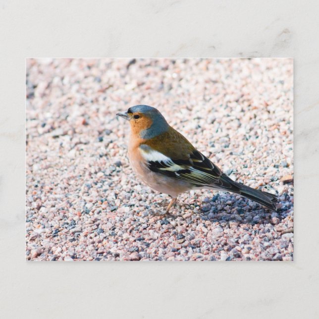 Postal Chaffinch (Anverso)