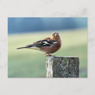 POSTAL CHAFFINCH