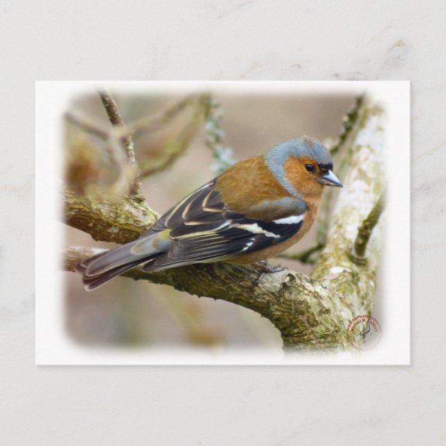 Postal Chaffinch 8R84D-22 (Anverso)