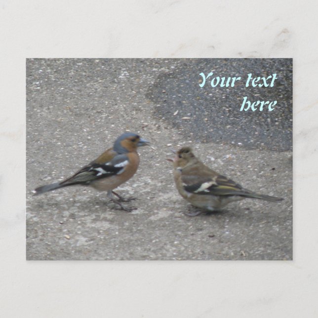 Postal Chaffinch Feed Me Personalizado Postcard (Anverso)