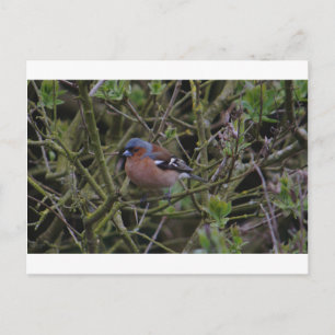 Postal Chaffinch In Tree