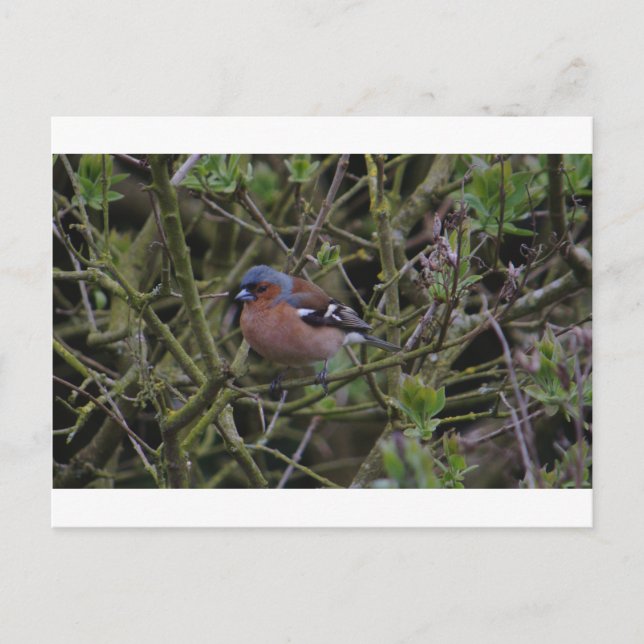 Postal Chaffinch In Tree (Anverso)