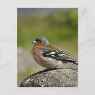 Postal Chaffinch masculino (SALVAJE: Coelebs del