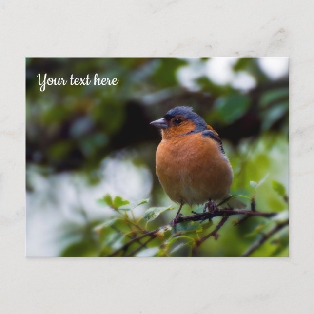 Postal Chaffinch Postcard (Anverso)