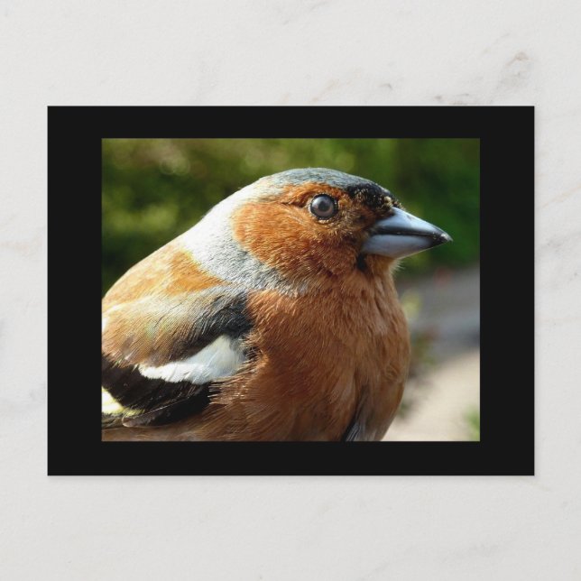 Postal Chaffinch PostCard (Anverso)