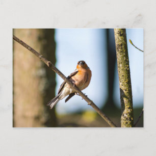 Postal Chaffinch sobre la rama