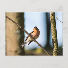 Postal Chaffinch sobre la rama