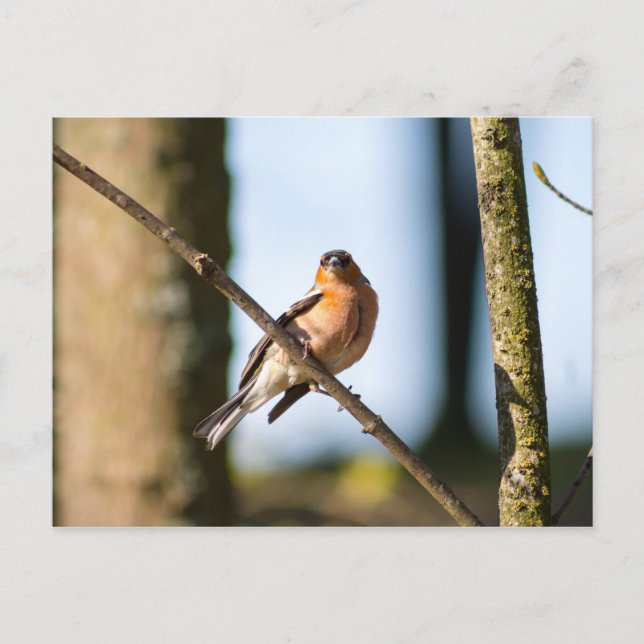 Postal Chaffinch sobre la rama (Anverso)