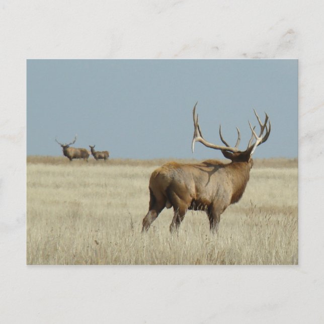 Postal Challenger de Elk E20 (Anverso)