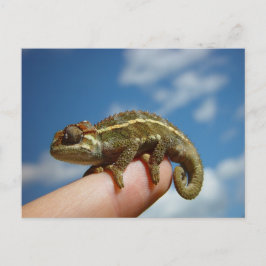 Postal Chameleon