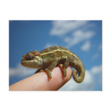 Chameleon