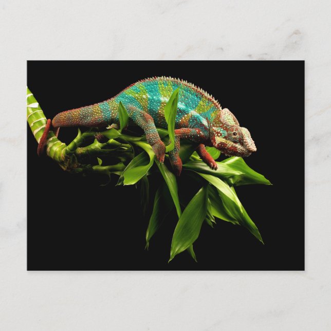 Postal Chameleon (Anverso)