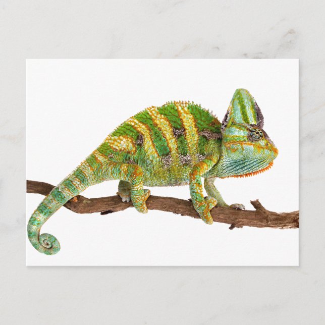 Postal Chameleon (Anverso)