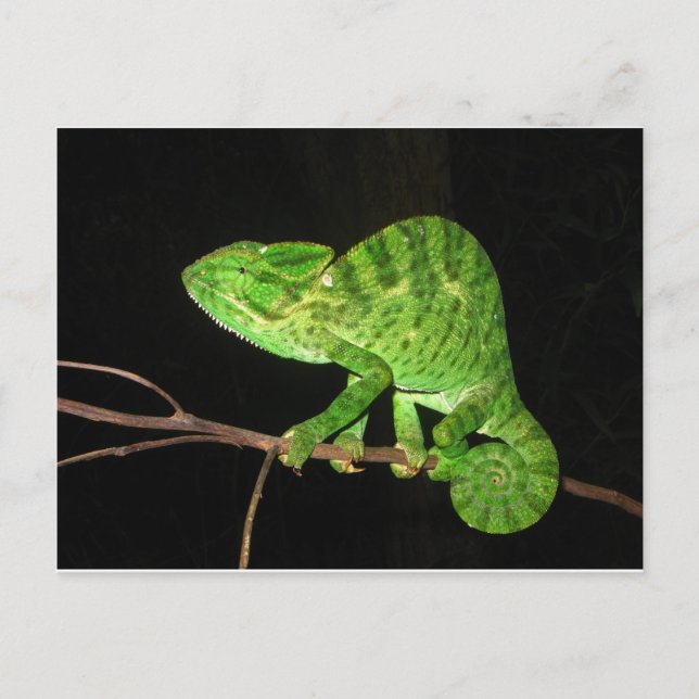 Postal Chameleon (Chamaeleo zeylanicus) (Anverso)
