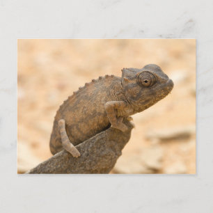 Postal Chameleon en Namibia