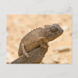 Postal Chameleon en Namibia