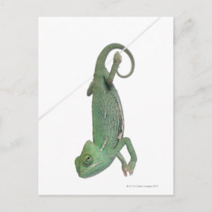 Postal Chameleon joven con velo, Chamaeleo calyptratus