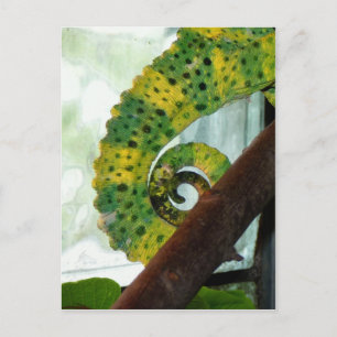 Postal Chameleon Tail