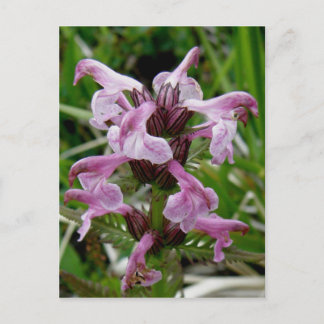 Postal Chamisso Lousewort, isla Unalaska
