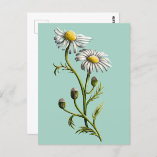 Postal Chamomile