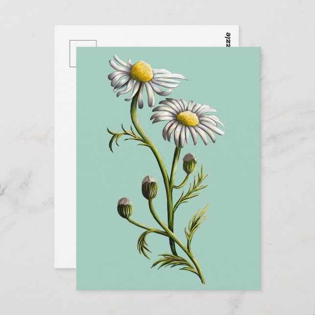 Postal Chamomile (Anverso / Reverso)