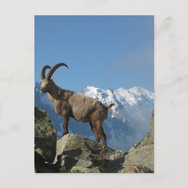 Postal Chamonix (Anverso)