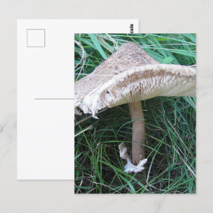 Postal champiñones grandes de bonito