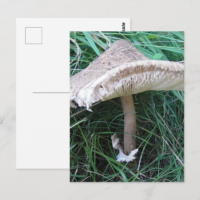 Postal champiñones grandes de bonito (Anverso / Reverso)