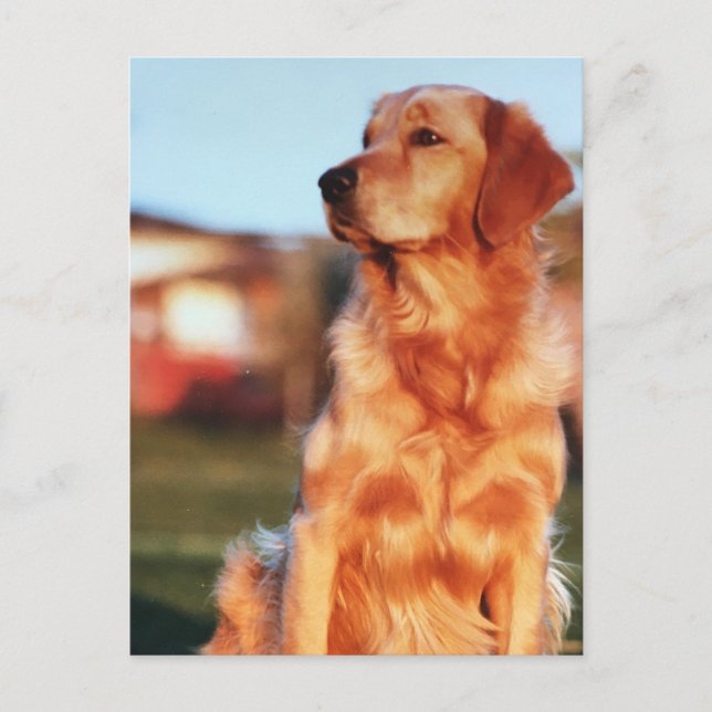 Postal Champion Golden Retriever Dog Outdoor Photo (Anverso)