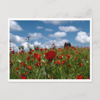 Postal champs de coquelicot postale a la carta