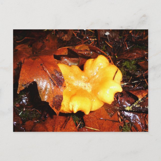 Postal Chanterelle Mushroom En La Postcarta De La Lluvia (Anverso)