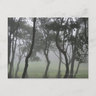 Postal Chao dos Louros, Madeira, Portugal