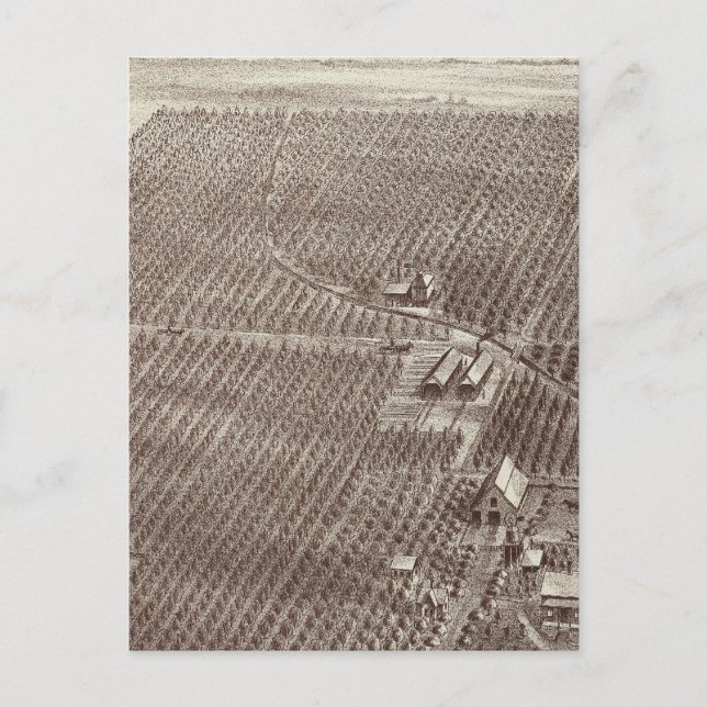 Postal Chapin Fruit Ranch (Anverso)