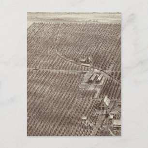 Postal Chapin Fruit Ranch