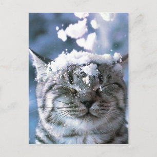 Postal Chapoteo de la nieve del gato de Tabby