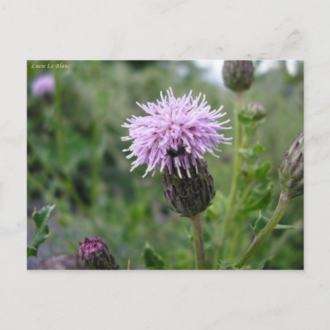 Postal Chardon des Champs (Anverso)