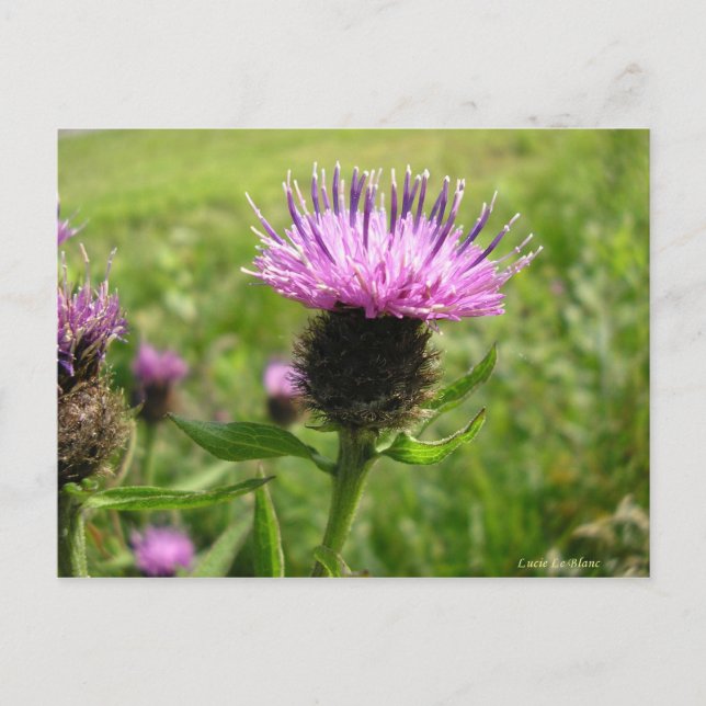 Postal Chardon vulgaire (Anverso)