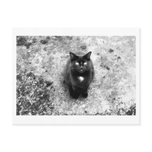 Charla de Gatos