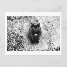 Postal Charla de Gatos