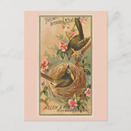 Postal Charla de pecho amarillo