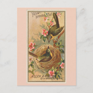 Postal Charla de pecho amarillo