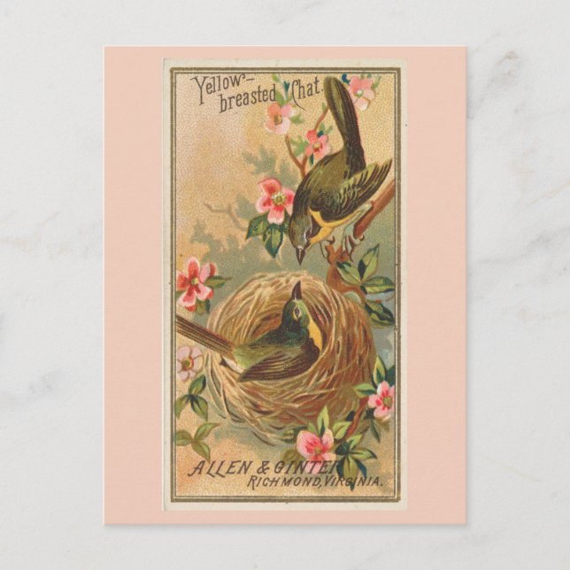 Postal Charla de pecho amarillo (Anverso)