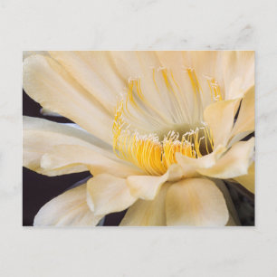 Postal Charlemagne Echinopsis en flor
