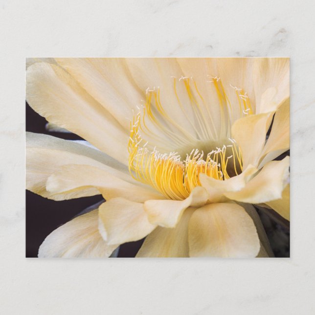 Postal Charlemagne Echinopsis en flor (Anverso)
