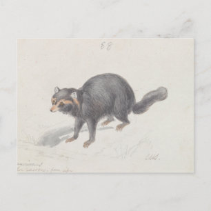 Postal Charles Hamilton Smith - Procyon Cancrivorus