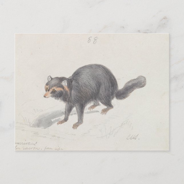 Postal Charles Hamilton Smith - Procyon Cancrivorus (Anverso)