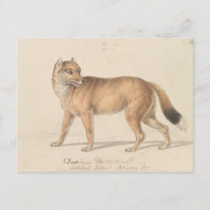 Postal Charles Hamilton Smith - Wolf de las Islas Falklan