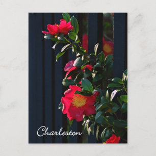 Postal Charleston Camelia Postcard